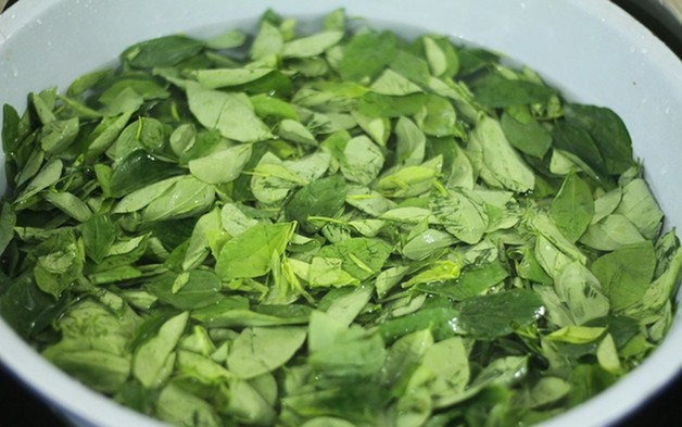 Loại rau quen thuộc từng làm hàng rào, nay được săn tìm vì được ví như “cây thuốc”