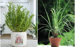 5 loại cây trồng trong nhà giúp đuổi muỗi hiệu quả