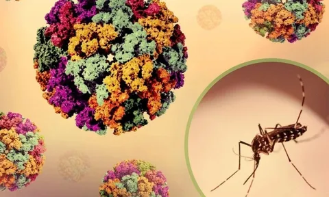 Dịch bệnh Chikungunya tăng tại nhiều nước, Bộ Y tế chỉ đạo khẩn