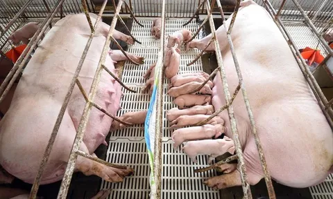 Giá thịt heo giảm, doanh nghiệp chăn nuôi lộ rõ bức tranh tài chính trái chiều