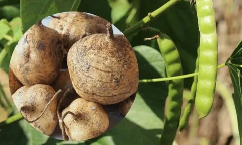 Củ đậu ví như "nhân sâm người nghèo" rất tốt nhưng có bộ phận là "thuốc độc": Bạn đã biết chưa?