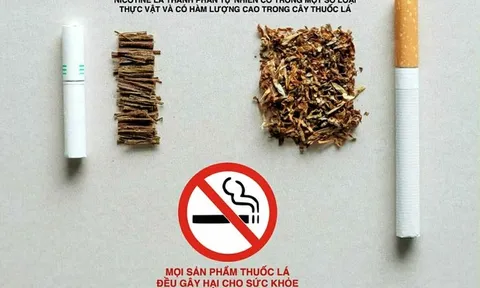 Làm rõ về độc tính của nicotine để phòng chống đúng tác hại của thuốc lá