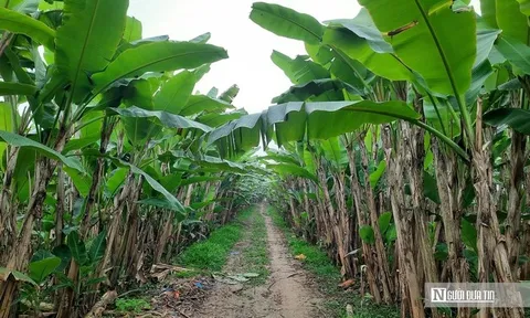 Cận Tết, theo chân người dân xứ Thanh "hái tiền" từ thứ tưởng chừng bỏ đi