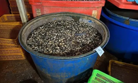 Vụ 3.000 tấn ốc ngâm “thủy tinh lỏng”: Natri silicate tàn phá cơ thể người như thế nào?