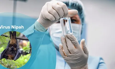 Trung Quốc phát hiện thuốc phòng chống virus Nipah hiệu quả