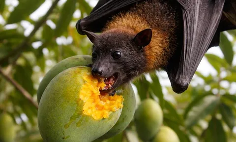 Virus Nipah nguy hiểm với tỷ lệ tử vong cao: Vì sao đến nay vẫn chưa có thuốc và vắc-xin?