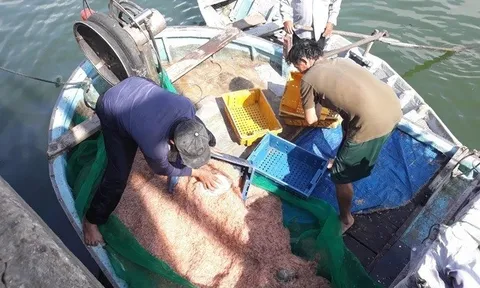 Ruốc biển dày đặc ven bờ, ngư dân Quy Nhơn “hốt bạc” sau vài giờ ra khơi