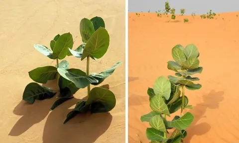 Trung Quốc biến sa mạc Gobi thành rừng cao su quân sự