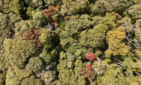 Vẻ đẹp mê hoặc của rừng Măng Đen mùa thay lá