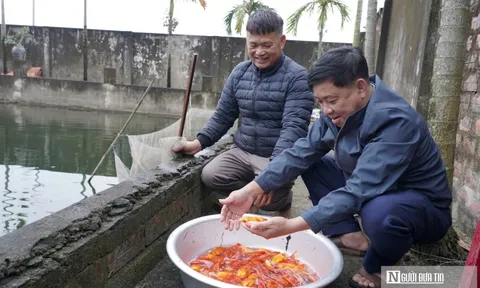 Làng cá chép đỏ tất bật trước ngày ông Công, ông Táo