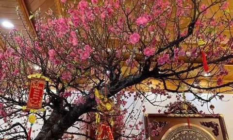 Tết Ngựa 2026: 3 cây nên đặt trong nhà để vạn sự hanh thông, tài lộc không cầu mà tự đắc