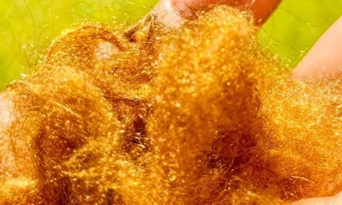 ‘Tơ vàng’ quý hiếm của đại dương tái xuất: Nhà khoa học Hàn Quốc hồi sinh thành công vật liệu xa xỉ giữ ánh kim hàng nghìn năm