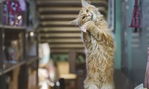 Người đàn ông kiếm được 565 triệu đồng nhờ cho mèo của người khác ăn mấy ngày Tết