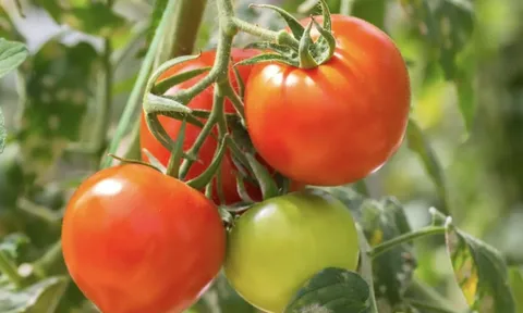 Phát minh của Trung Quốc khiến ngành thực phẩm chấn động: Tạo ra cà chua biến đổi gen, mùi thơm như bắp rang bơ, nhìn không khác gì cây bình thường