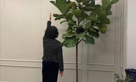 Người xưa dặn "Cây âm không vào nhà, cây dương không trồng mộ": Nghe thì tâm linh nhưng sự thật lại vô cùng khoa học!