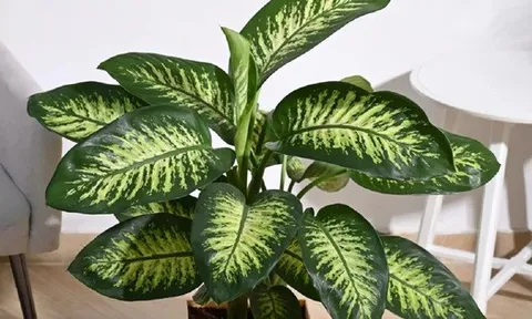 Đừng trồng 3 loại cây này trong nhà