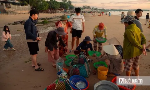 Chong đèn câu mực xuyên đêm, ngư dân thu tiền triệu mỗi ngày