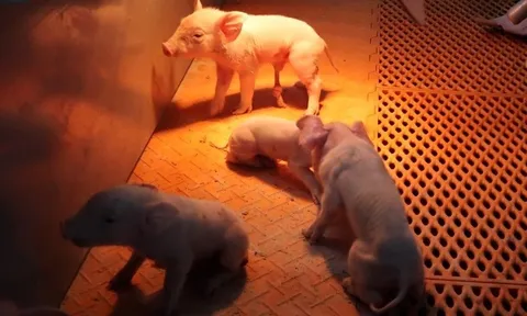 Cận cảnh khách sạn 26 tầng không dành cho người: Câu chuyện Trung Quốc muốn xuất khẩu mô hình nuôi lợn sang ĐNÁ