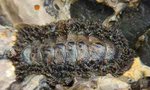 Phát hiện loài hóa thạch sống mang bộ giáp cổ đại 300 triệu năm tại các vùng triều ven biển Hàn Quốc