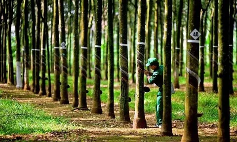 Cao su Hòa Bình giải trình việc cổ phiếu HRC tăng trần 5 phiên liên tiếp