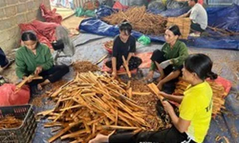 Loại cây “thơm từ gốc đến ngọn” phủ kín 1.400ha ở một xã, doanh thu 4 tỷ/năm