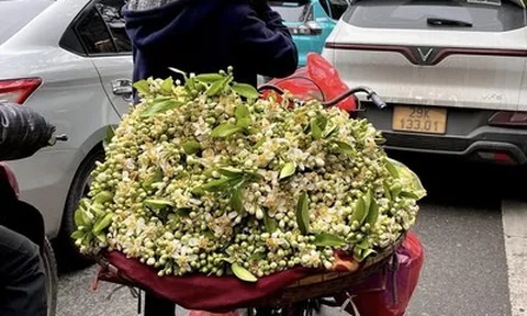 Hương bưởi tháng Ba làm dịu lòng phố Hà Nội