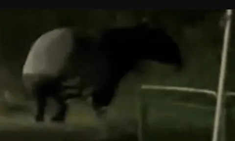 "Quái thú" có bước đi 'vang như tiếng vó ngựa' xuất hiện giữa phố, chuyên gia hé lộ: Chỉ còn 2.500 cá thể