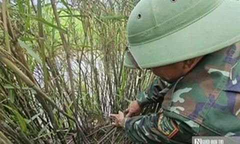 Chuyện về "lão nông" ở phá Hạc Hải - Kỳ 1: "Trả nợ" chim trời