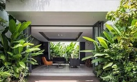 3 loại cây đừng trồng trước hiên nhà: Dễ mang vận xui và hao tài