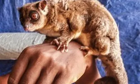 Sinh vật "tuyệt chủng 6.000 năm" tái xuất ở Đông Nam Á