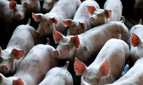 60 tấn thịt lợn ám ảnh quốc gia giàu nhất châu Á: Nhiều nông hộ đang lỗ 1 triệu đồng/con, dư thừa hàng loạt 'chung cư lợn'