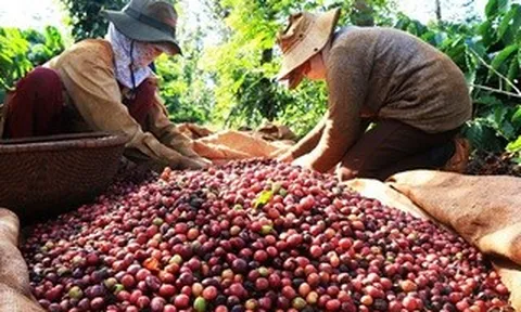 Cà phê Việt bán khắp châu Âu, vì sao người tiêu dùng không biết?