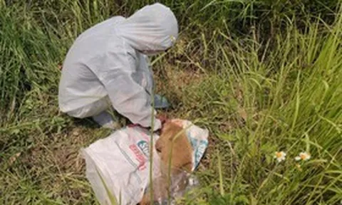 Quảng Ngãi khẩn trương khoanh vùng, kiểm soát nguy cơ dịch dại sau vụ chó tấn công nhiều người