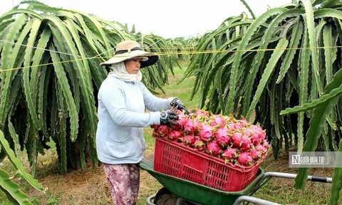 Hàng nghìn ha thanh long kém hiệu quả, Lâm Đồng tìm hướng chuyển đổi