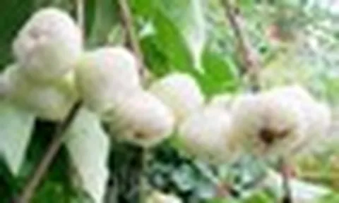 Thứ quả quê chín rụng ít ai nhặt: Sang nước ngoài giá vài trăm nghìn/kg, được ví như 'vua trái cây'