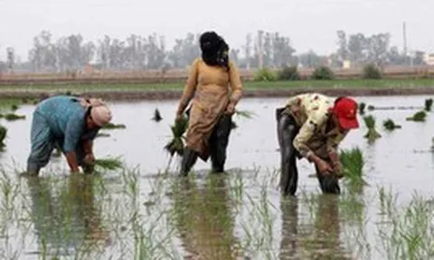 Gạo Ấn Độ, Thái Lan, Việt Nam sắp đón sóng gió, ‘thủ phạm’ là ai?
