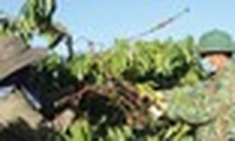 Mặt hàng tỷ đô của Việt Nam ngày càng được thị trường Đức ưa chuộng: quý I bán 100 tấn, thu gần nửa tỷ USD
