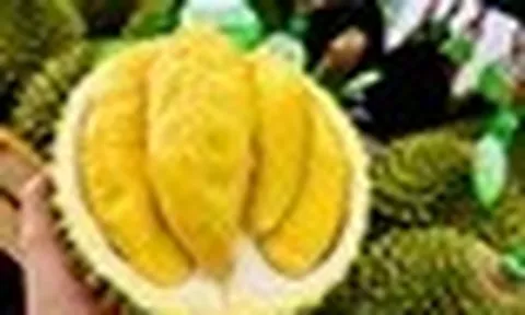 Sầu riêng 50.000 đồng/kg vẫn khó bán, loại nửa triệu đồng/kg lại ‘cháy hàng’