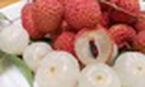 Sản lượng vải thiều dự kiến giảm khoảng 50% so với năm ngoái
