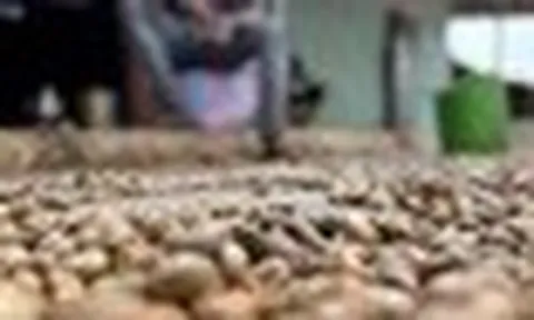 'Vàng treo trên cây' giúp Việt Nam xuất khẩu bỏ xa thế giới, nhưng vẫn phải mua hàng trăm nghìn tấn từ Campuchia