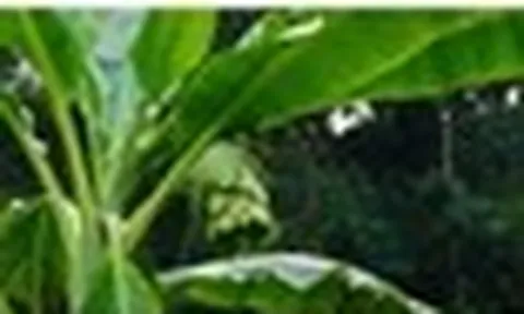 Loại quả 'cô đơn' mọc giữa rừng sâu: Giá 120.000đ/kg vẫn không có mà mua, quý hơn cả dược liệu