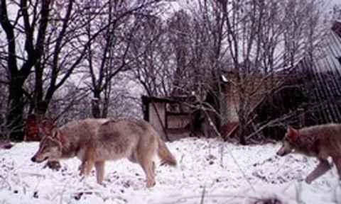 Sói hoang ở ‘đất chết’ Chernobyl tiến hoá, giới khoa học phát hiện dị thường