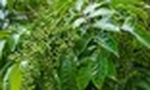 Thứ quả rừng từng rẻ như cho nay giá vọt lên 350.000đ/kg: 'Đệ nhất gia vị' được dân sành ăn săn lùng