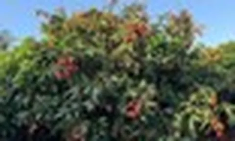 Trung Quốc chạy đua đưa mặt hàng 'vàng treo trên cây' sang Trung Đông, cước hàng không tăng gấp 5 lần
