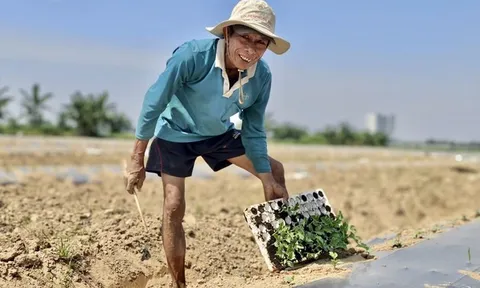 Chuyện ít biết về nghề "phu dưa" phiêu bạt, gieo ước mơ hy vọng
