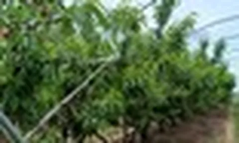 Không phải dầu thô, một mặt hàng của Iran đang gặp khó do xung đột: Mỗi lô hàng lỗ 50%, Ấn Độ bị ‘vạ lây’