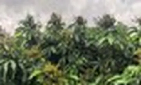 Sau sầu riêng tự trồng, Trung Quốc quyết tâm ‘làm giàu’ với loại quả Việt Nam đang trồng rất nhiều: Xuất khẩu tăng 40%, thu gần 1 tỷ đồng/ha