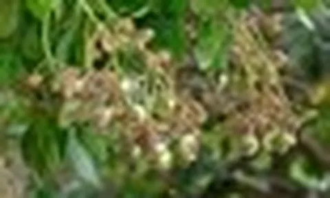 Không phải gạo hay cà phê: Loại hạt tỷ USD giúp Việt Nam giữ ngôi số 1 thế giới suốt 19 năm