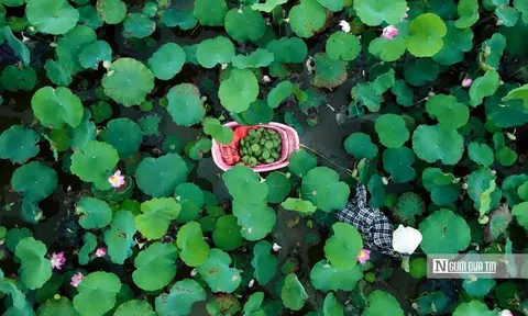 “Mùa sen nở” nông dân hái ra tiền từ cả hoa, lá đến du lịch