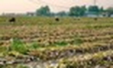 Không phải vải hay sầu riêng, Trung Quốc lo mất mùa một loại nông sản Việt Nam đang trồng rất nhiều: Diện tích trồng hơn 800.000 ha, đang xuất khẩu đứng đầu thế giới